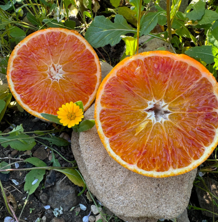 Cassetta Mix 18kg Arance Tarocco - Tavola e Spremuta in Unica Soluzione